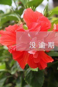 没逾期 网贷查询多怎么借款 没逾期 网贷查询多怎么借款